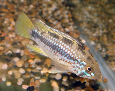 www.israquarium.co.il