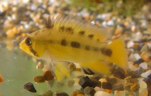 www.israquarium.co.il