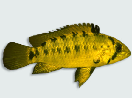 Apistogramma alacrina
