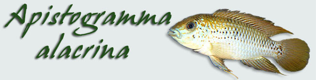 Apistogramma alacrina