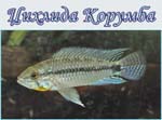 Apistogramma commbrae