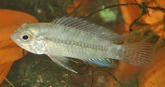 www.israquarium.co.il