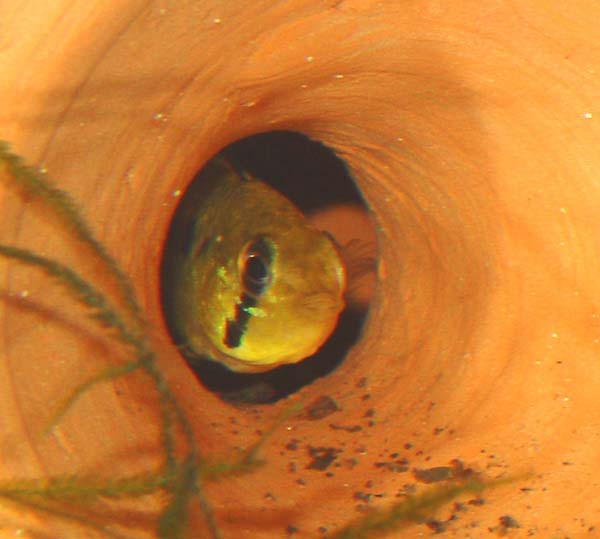 www.israquarium.co.il