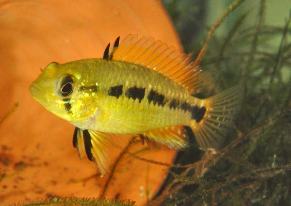 www.israquarium.co.il