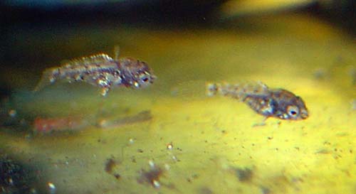 www.israquarium.co.il