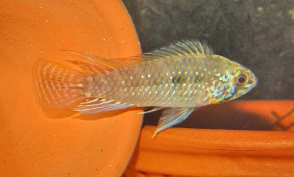 www.israquarium.co.il