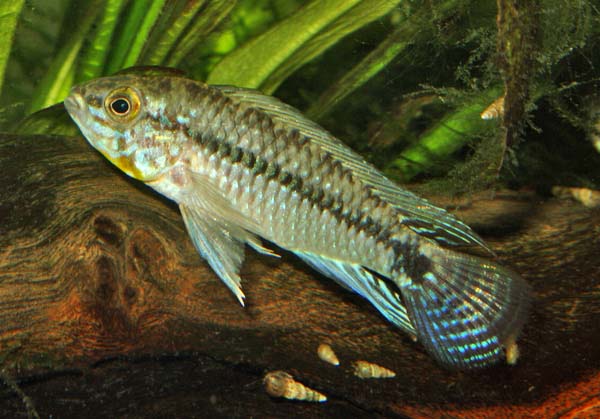 www.israquarium.co.il