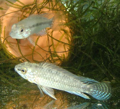 www.israquarium.co.il