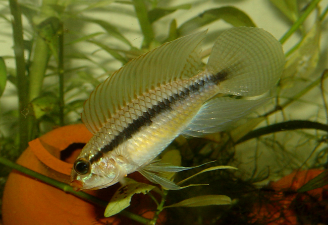 www.israquarium.co.il
