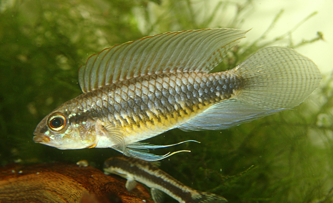 www.israquarium.co.il