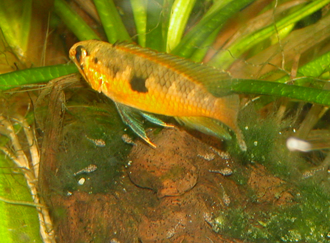 www.israquarium.co.il
