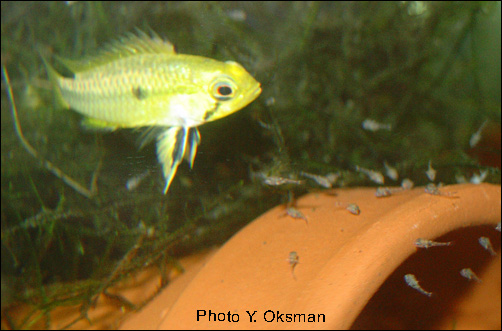 www.israquarium.co.il