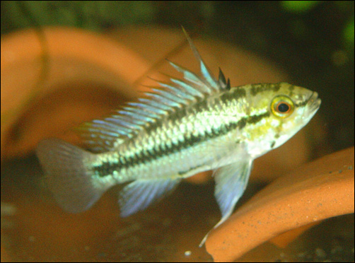 www.israquarium.co.il