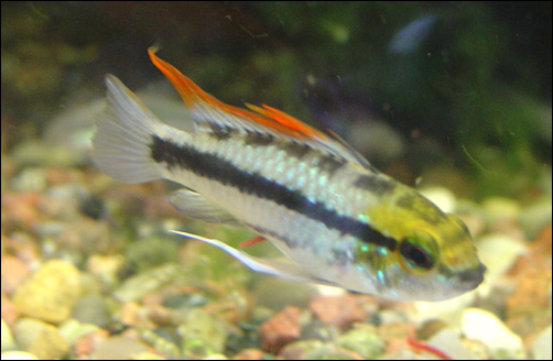 www.israquarium.co.il