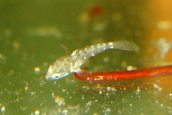 www.israquarium.co.il