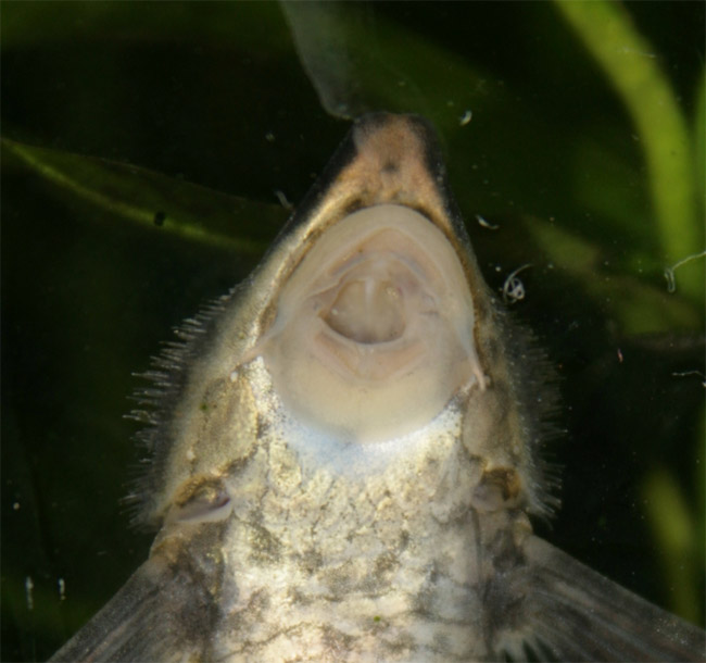 Potamotrigon