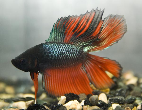 www.israquarium.co.il