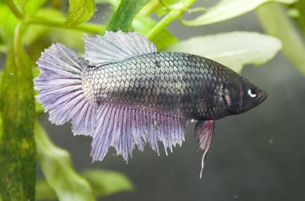 www.israquarium.co.il