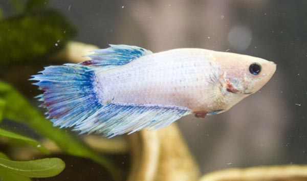 www.israquarium.co.il