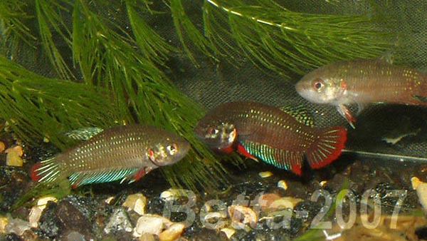 www.israquarium.co.il