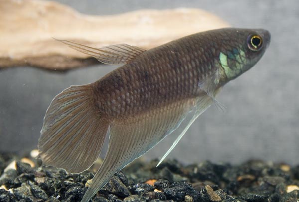 www.israquarium.co.il