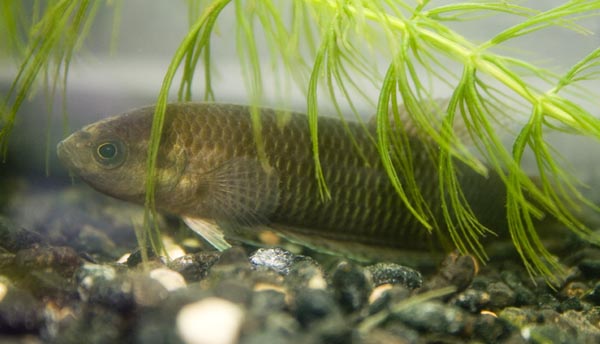 www.israquarium.co.il