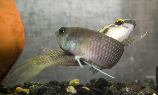 www.israquarium.co.il