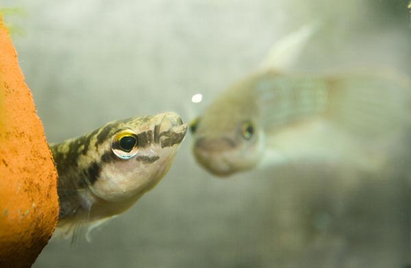 www.israquarium.co.il