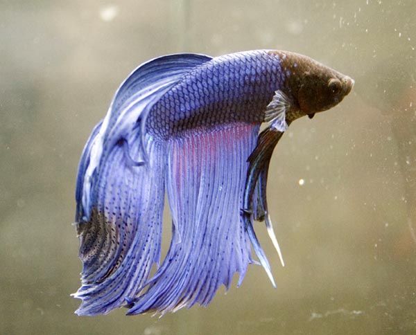 www.israquarium.co.il