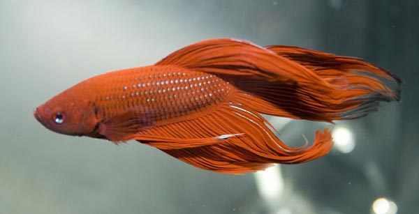 www.israquarium.co.il