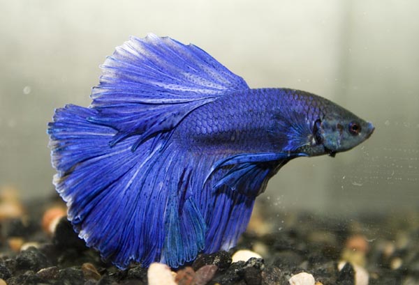 www.israquarium.co.il