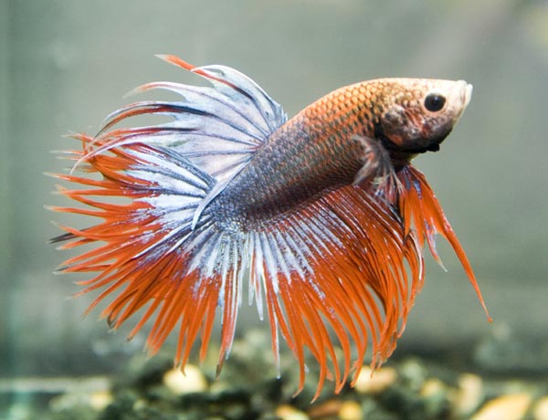 www.israquarium.co.il