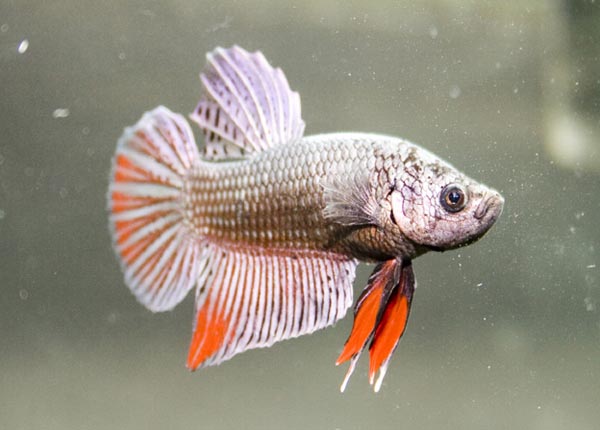 www.israquarium.co.il