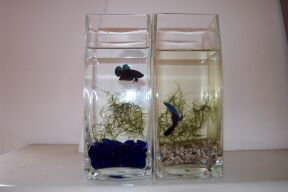 www.israquarium.co.il