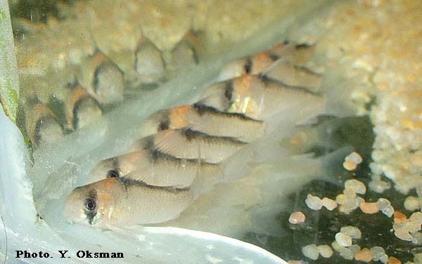 www.israquarium.co.il