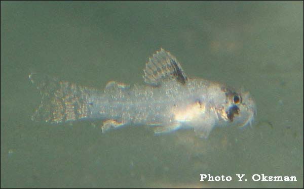 www.israquarium.co.il