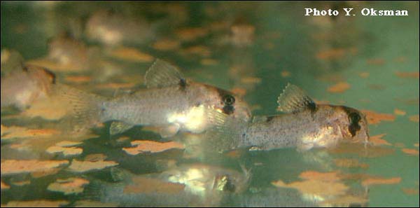 www.israquarium.co.il