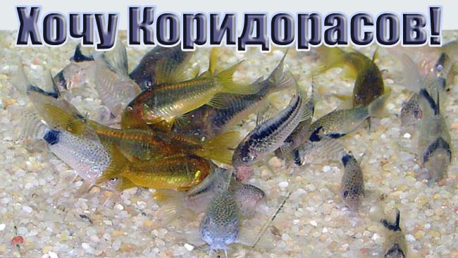 Коридорасы