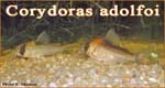 Corydoras adolfoi