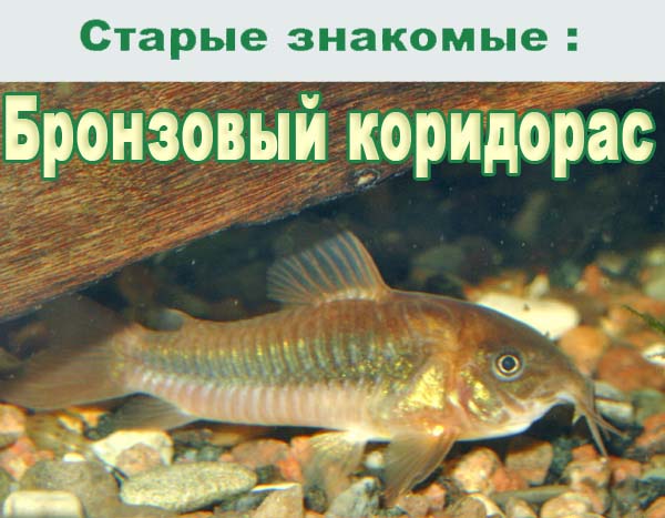 Corydoras aeneus