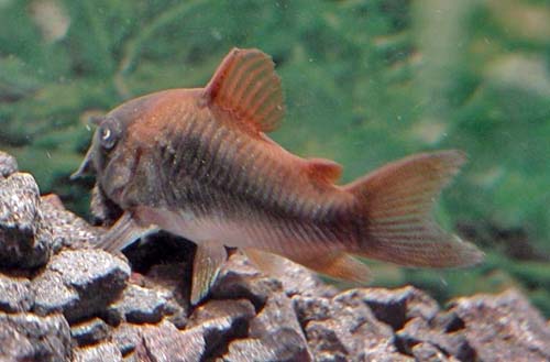 www.israquarium.co.il