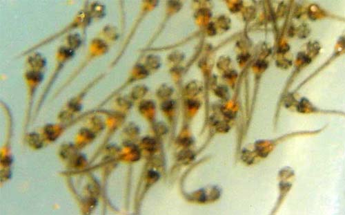 www.israquarium.co.il