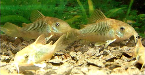 www.israquarium.co.il
