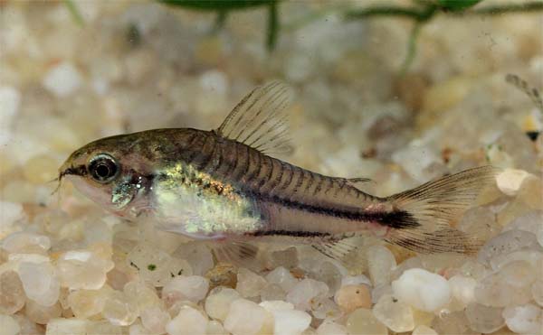 www.israquarium.co.il