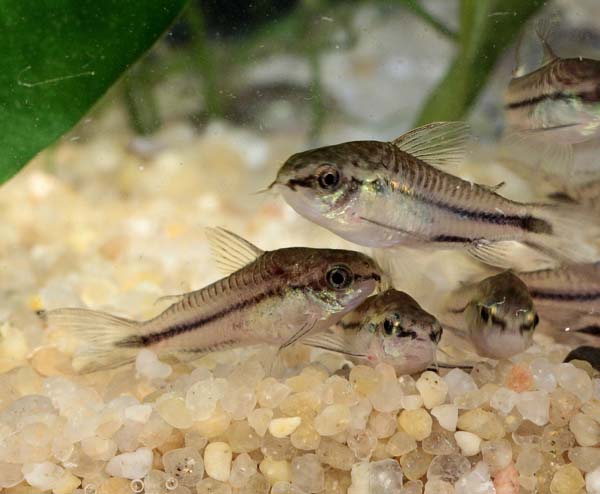www.israquarium.co.il