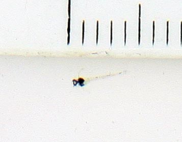 www.israquarium.co.il