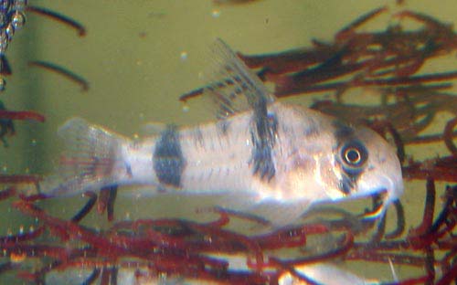 www.israquarium.co.il