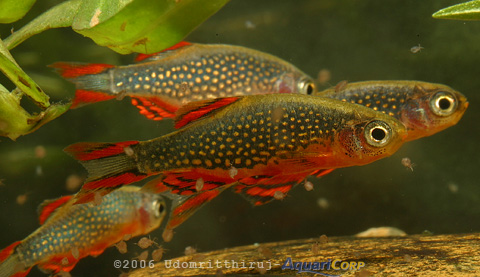 Danio margaritatus