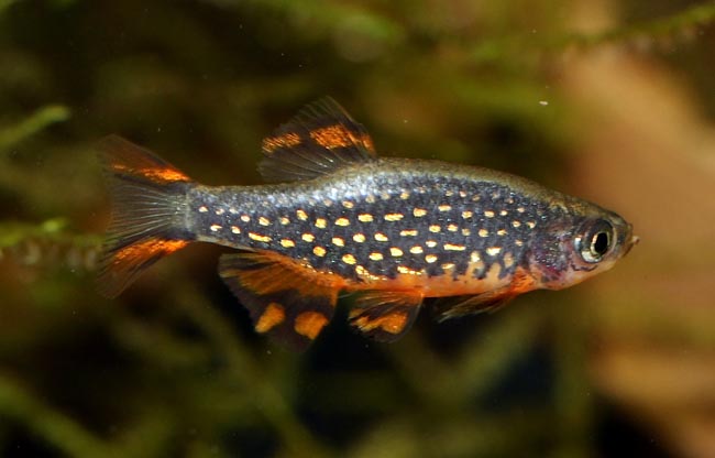 Danio margaritatus