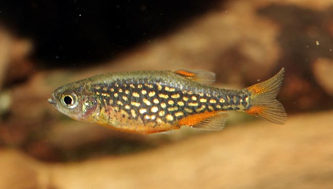 Danio margaritatus